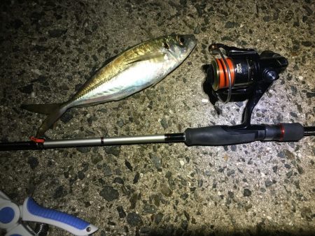 何とかアジングデビュー！？