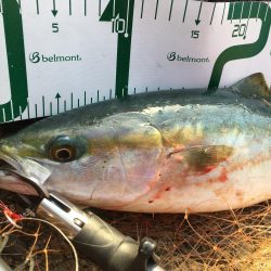 2019年は青物で締めくくり！