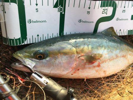 2019年は青物で締めくくり！