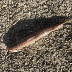 ドラゴン記録更新