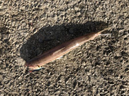 ドラゴン記録更新