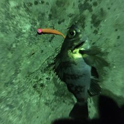 アジングからメバリング