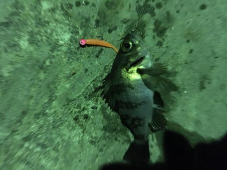 アジングからメバリング