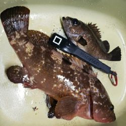 アコウが釣れた!