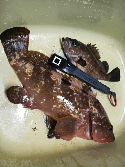 アコウが釣れた!