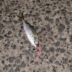 ヒイカ調査のはずが！