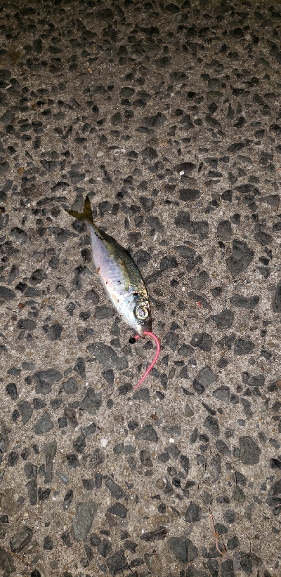 ヒイカ調査のはずが！