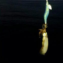 ヤエン師に挟まれて