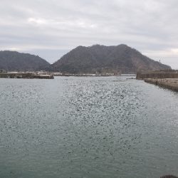 昨日の残り餌を