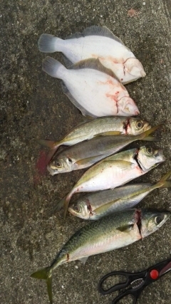 ショアジギ不発もカレイに良型アジGET