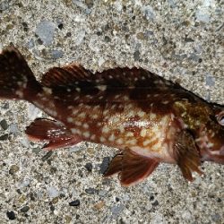 今年の釣り納め