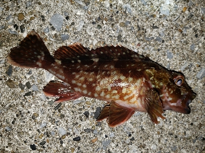 今年の釣り納め