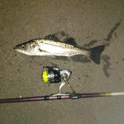 煮付け用カサゴを求めて釣り納め