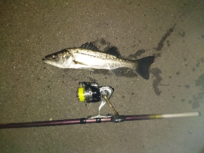 煮付け用カサゴを求めて釣り納め