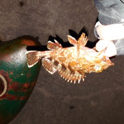 釣り納め、アジング不発ガッシーのみ