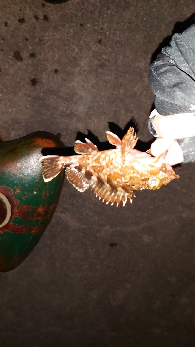 釣り納め、アジング不発ガッシーのみ