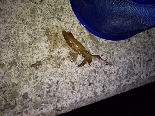 イカ刺しが食べたくて。