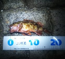 ヘチ釣り ガルプ祭り