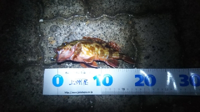 ヘチ釣り ガルプ祭り