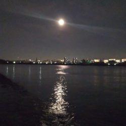 連日のドラゴン!