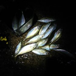 newタックルの入魂式