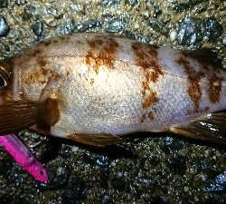 短時間メバリング