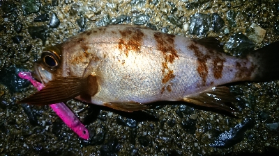 短時間メバリング