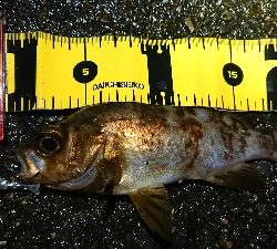 ナイトメバリング