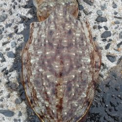 今年の地元最終戦