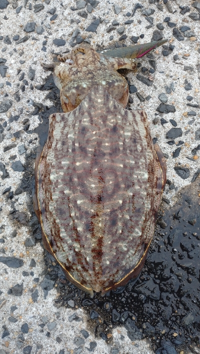 今年の地元最終戦