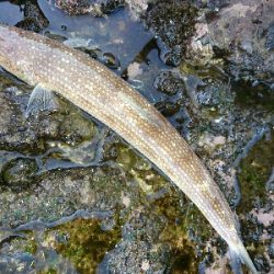 ヒラメ新記録の65㎝ゲット！！最高です！！