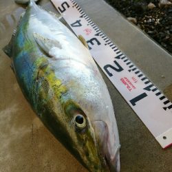 朝マズメにヒラスズキ3本&ヤズ釣果❗❗