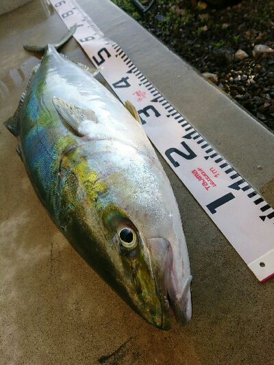 朝マズメにヒラスズキ3本&ヤズ釣果❗❗