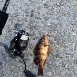 デイフィッシング