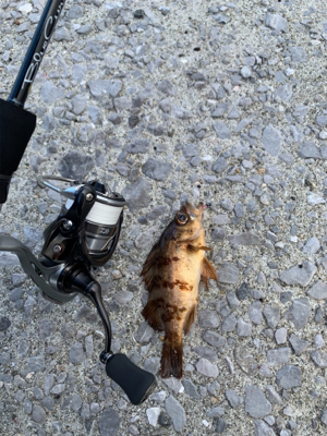 デイフィッシング