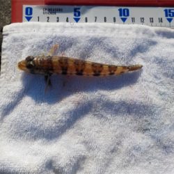 ハゲandハゼラッシュ