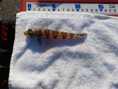 ハゲandハゼラッシュ