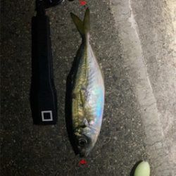 試し釣りでゲット!