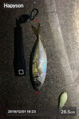 試し釣りでゲット!