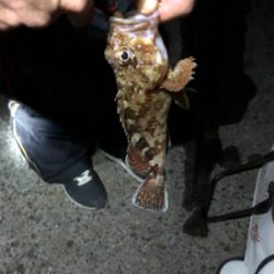 F-4太刀魚　アナゴ　アコウ　アラカブ最高！