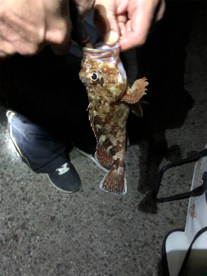 F-4太刀魚　アナゴ　アコウ　アラカブ最高！