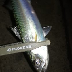 ナイトアジング