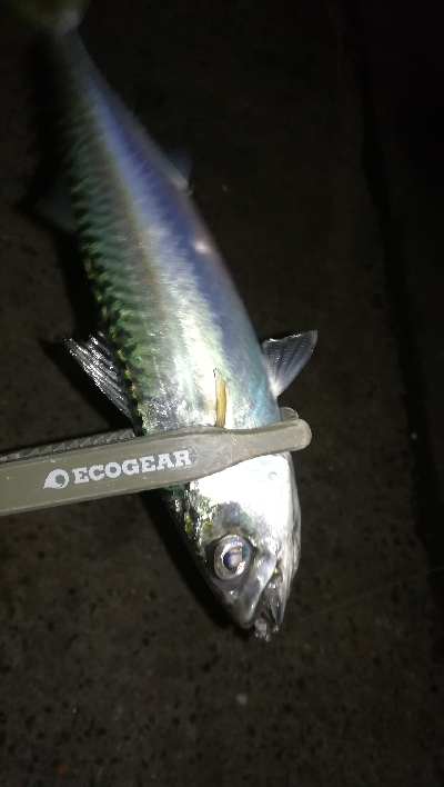 ナイトアジング