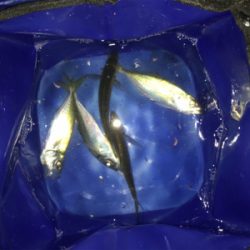 アジが釣れました