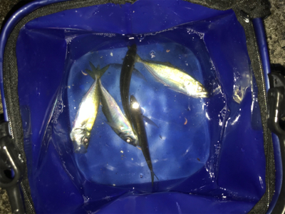 アジが釣れました