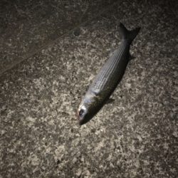 まだまだいける!