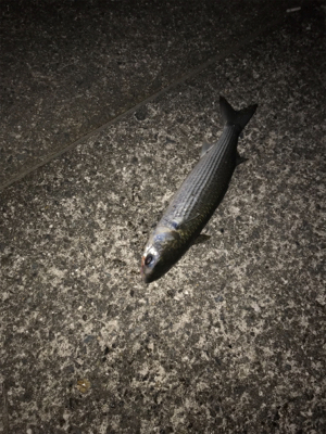 まだまだいける!