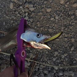 イケア裏でプラッギング F4タチウオ爆釣！