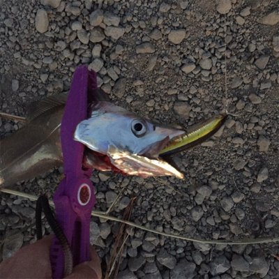 イケア裏でプラッギング F4タチウオ爆釣！