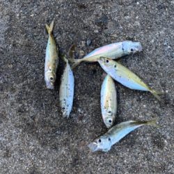 アジ！ガシラ！